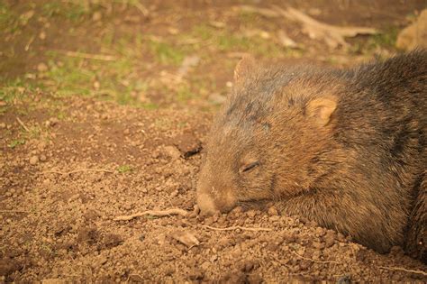 Tasmanian Wildlife on Behance