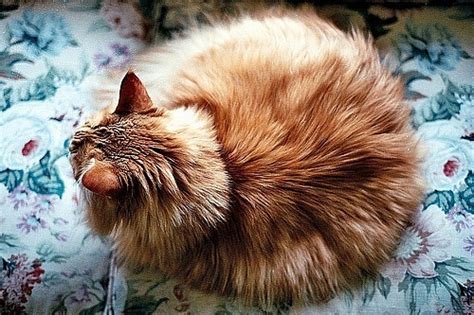Фото Рыжий кот сидит на кровати