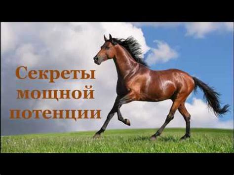 Лучшие травы для улучшения мужской потенции