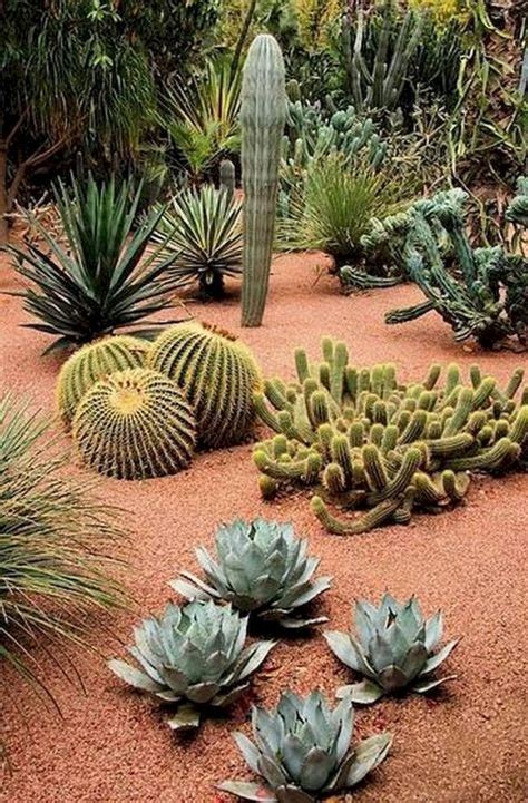 List Of Good Plants For Desert Landscaping 2023