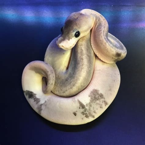 urban camo  ball camo ball python  brotherhood snakes