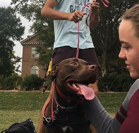 Lab Pitt mix 🐶 : r/pics