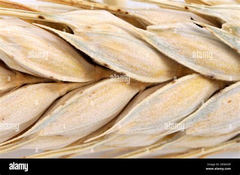Durum (Triticum durum), wheat, wheat grains Stock Photo - Alamy