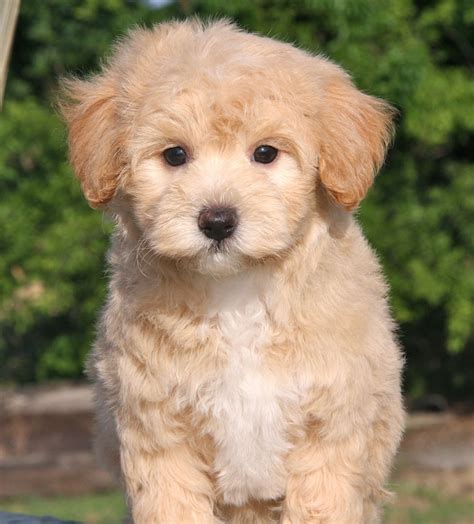 Apricot Maltipoo