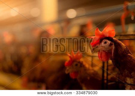 Chicken Farm. Egg- Image & Photo (Free Trial) | Bigstock