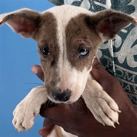 coos county animal adoption 5