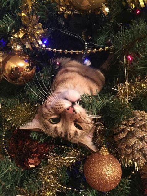 Рождество и Новый Год — это для котиков! — Кошачьи истории | Christmas ...