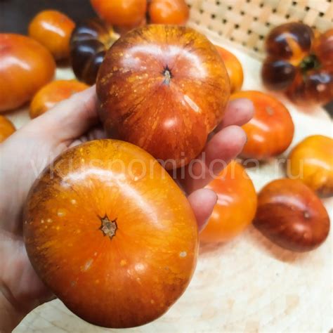 Купить семена томата сорт Синий Джоли (Blue Jolies)
