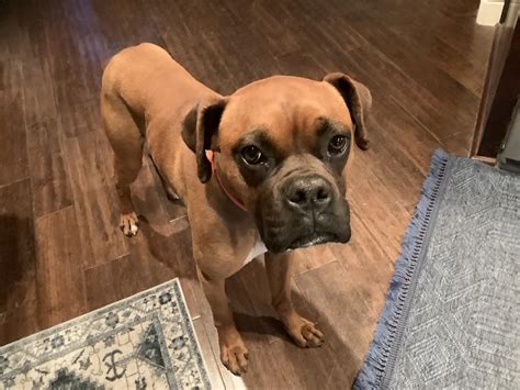 Paw Patrol Lost and Found Pets in Merced County | This sweet young