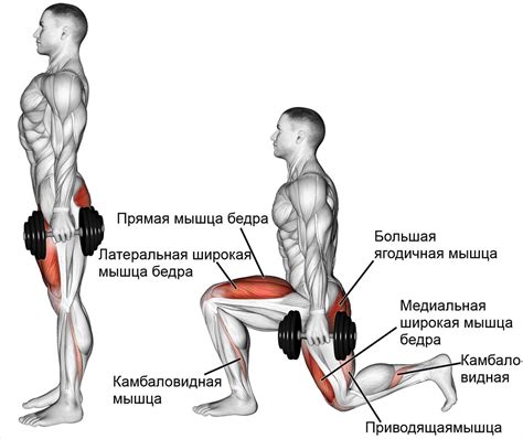 Выпады назад: техника выполнения, какие мышцы работают