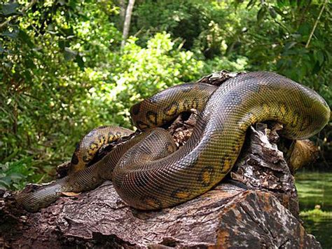 Anaconda – the world's largest snake? | DinoAnimals.com