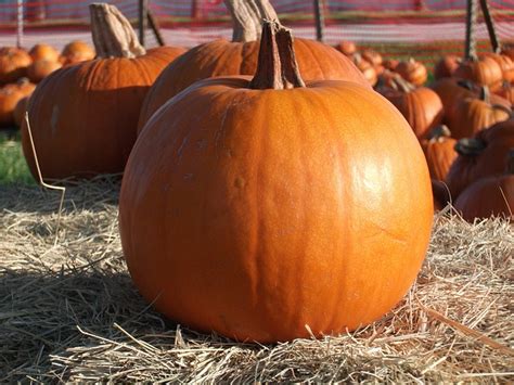Pumpkin Halloween Fall - Free photo on Pixabay