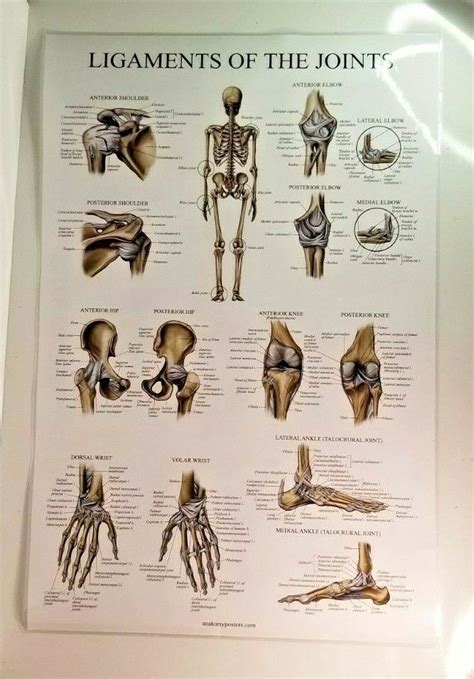 Ligaments of The Joints Anatomical Poster - Laminated - Ligament Anatomy Chart - Art Posters