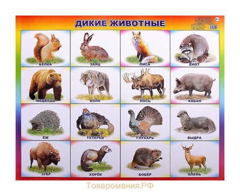 Дикие животные (картинки для детей)