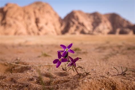 Saudi Arabia: The amazing images of the desert in bloom