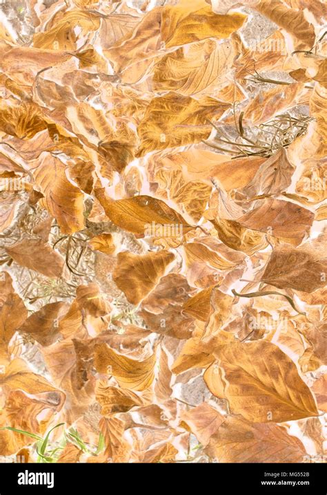 leaf art  res stock photography  images alamy