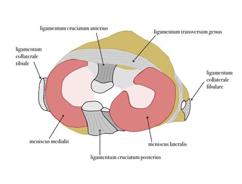 Meniscus - WikiLectures