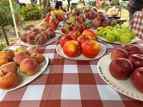 apple festival  big success