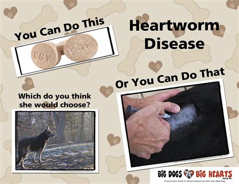 big dogs big heartworm     heartworm treatment