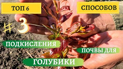 ТОП 6 БЮДЖЕТНЫХ СПОСОБОВ ПОДКИСЛЕНИЯ ПОЧВЫ ДЛЯ ГОЛУБИКИ | МОЙ ОПЫТ ...