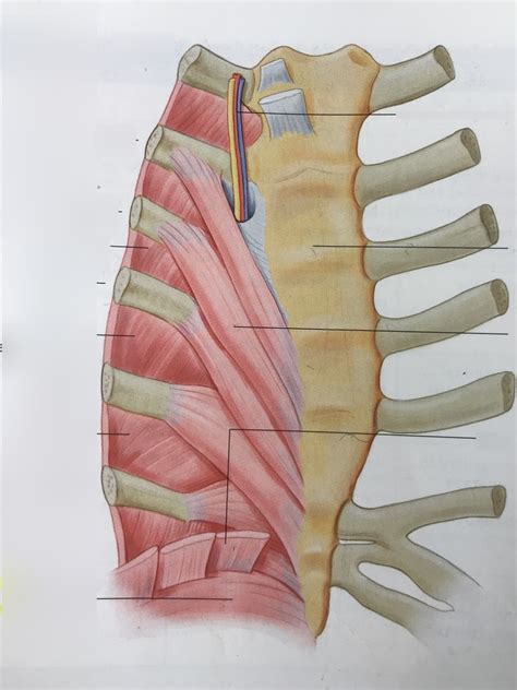 Muscles of the Anterior Thoracic Wall - Posterior Diagram | Quizlet