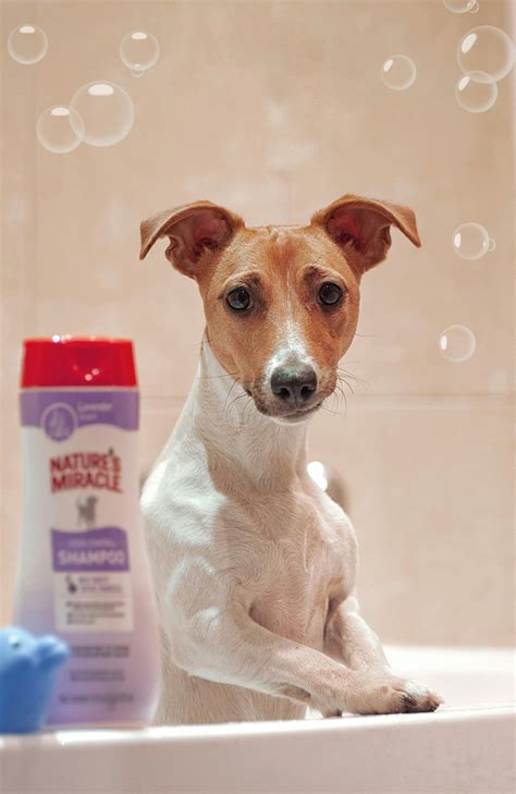 Can We Use Baby Shampoo On Dogs at Anne Nelson blog
