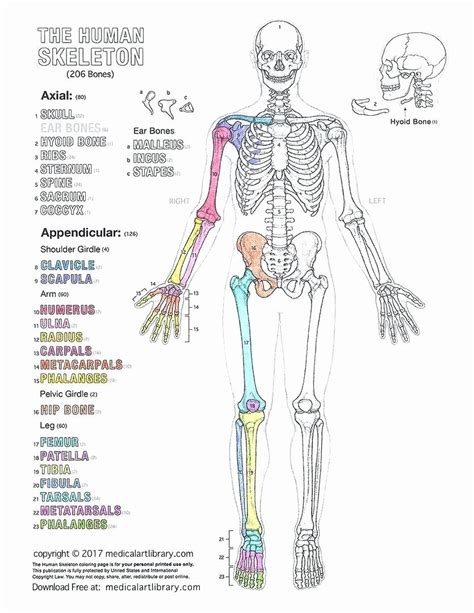 Human Anatomy Coloring Pages Printable New Ear Coloring Worksheet ...