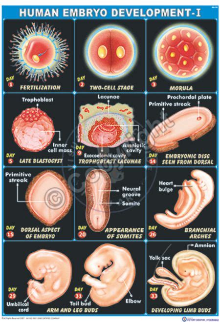 victory graphik ha  human embryo development