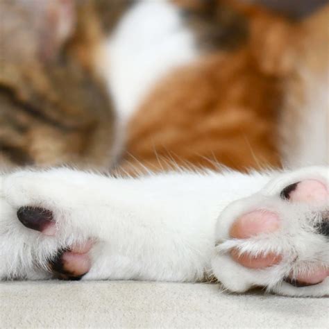 7 Calmest Small Dog Breeds, According to Vets - Parade Pets
