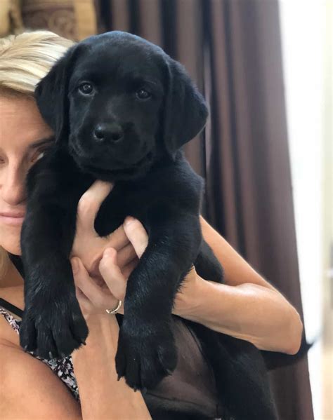 How To Choose A Labrador Puppy