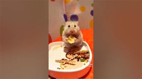 смешной хомяк - YouTube