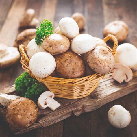 como conservar las setas truco de cocina recetas la masia