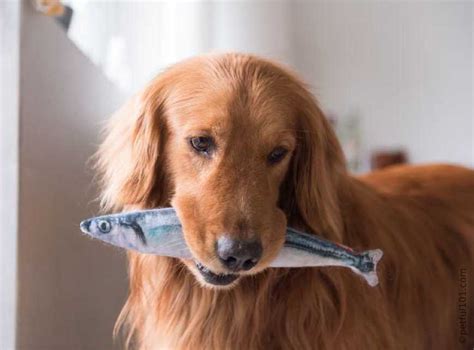 Можно ли собакам рыбу: сырую, вареную и соленую | PetGuru