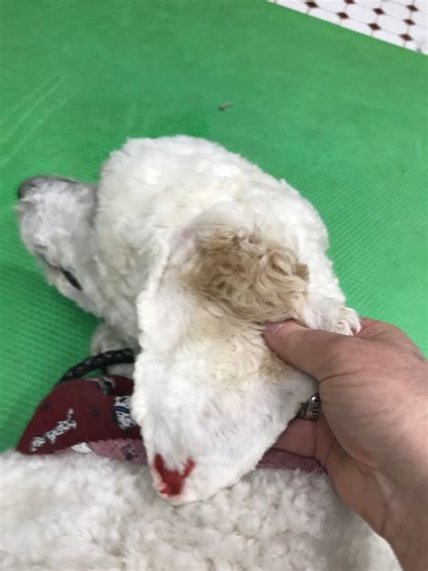 The Healthy Dog: A Dog Ear Hematoma: what is it? what can be done with it?
