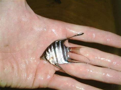 Pterophyllum leopoldi Archives - CE Fish Essentials