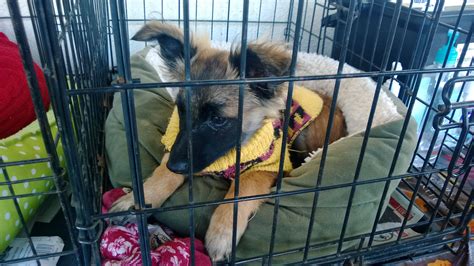 Detailed list of all dog shots petsmart offers for your new puppy 8