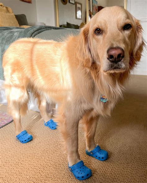 adria barich | LTBCP merch available now 🐾 (link in bio!) | Instagram