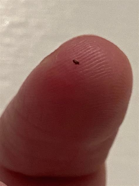 Tiny brown speck bug? : r/pestcontrol