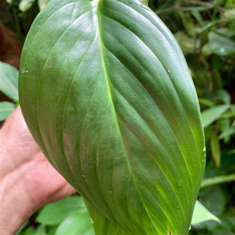 Scindapsus perakensis - Garden.org