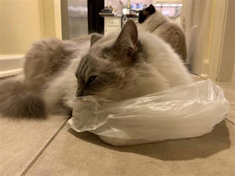 Why Is My Cat Scared Of Plastic Bags at Jane Mcgary blog