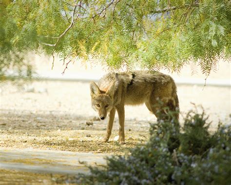 Feeding wildlife attracts dangerous predators > Edwards Air Force Base
