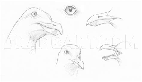 how to draw seagulls