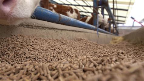 Calf and calf feed. Calf licking the camera. Calf licking camera while