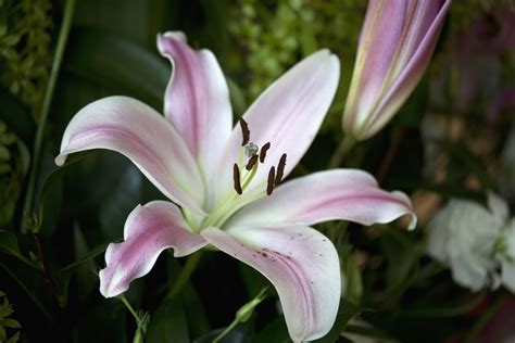 Lily Flower Types Cost at Paulette Flores blog