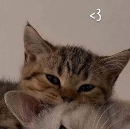 Pin by Lesslie Rojas on cat pfp matching | Pretty cats, Cat icon, Cute cats
