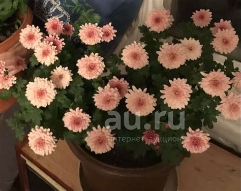 Хризантема комнатная — купить в Красноярске. Горшечные растения и ...