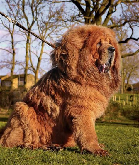 Tibetan Mastiff Price in India - (All Expenses Included) - Petsyfy