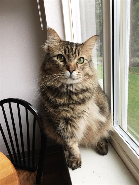 218 best Dors Feline images on Pholder | Lifelinemains, Felinebehavior