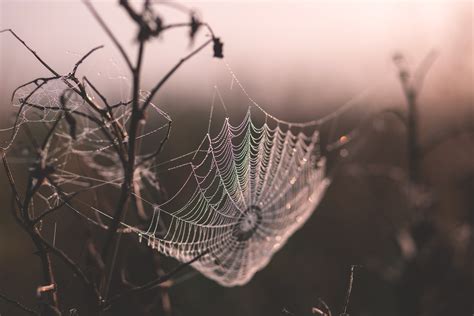 Download Macro Photography Spider Web 4k Ultra HD Wallpaper