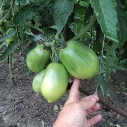 Томат Перцевидный гигант: ОТЗЫВЫ (14), фото, урожайность | tomatland.ru